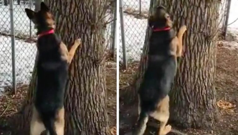 german shepherd climbs tree