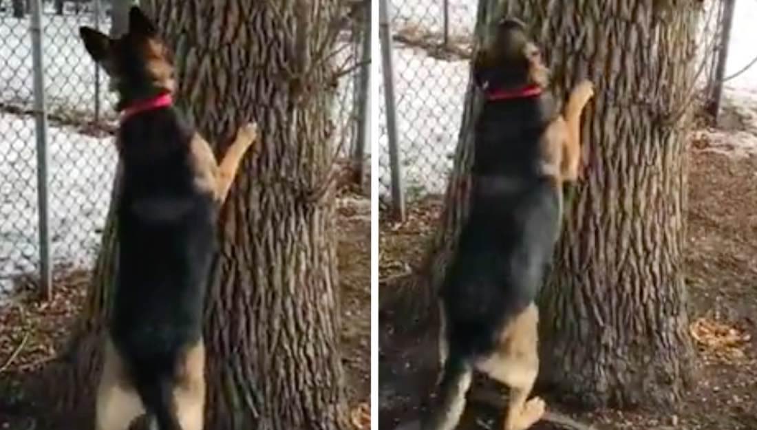 Determined German Shepherd Climbs Tree Chasing Squirrel