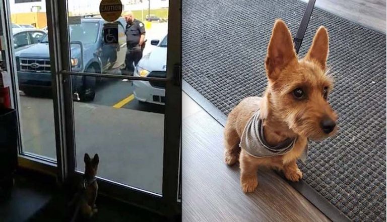 Dog Crying Inside Extremely Hot Vehicle Rescued by Bystanders at Pet Store