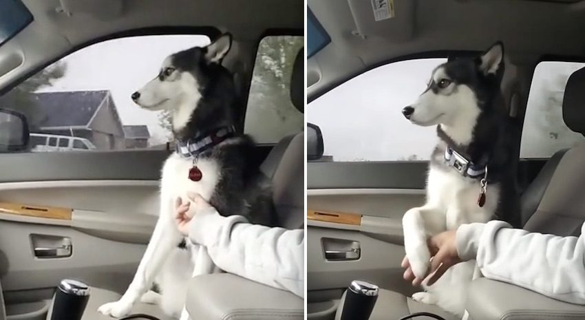 Siberian Husky Adorably Demands That Her Human Give Her Belly Rubs