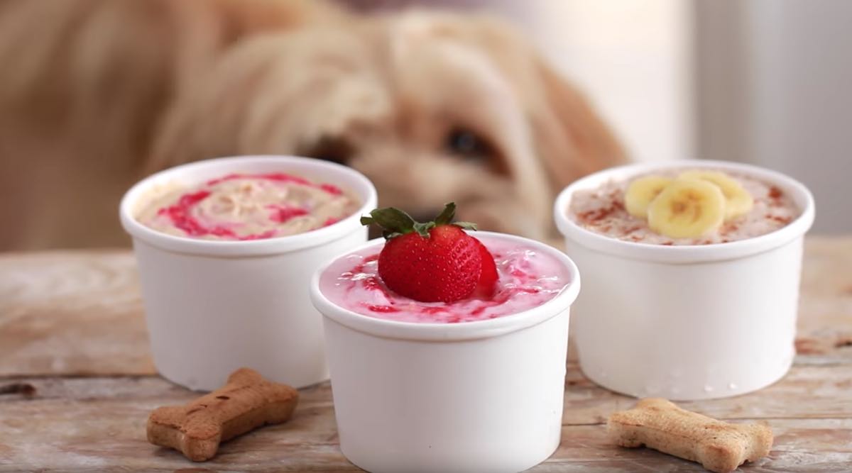How to Make Delicious Ice Cream For Dogs