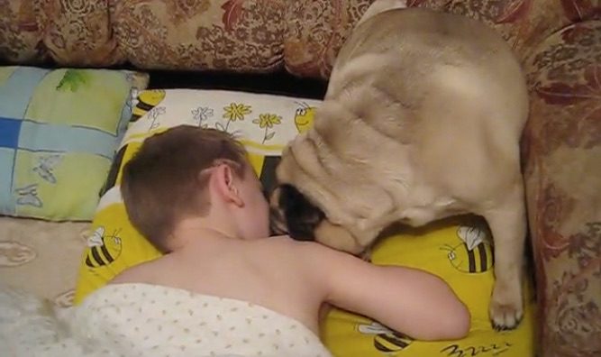 Pug Gently Wakes Child Every Morning For School