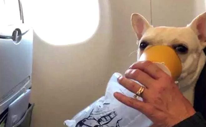 French Bulldog Struggling to Breathe On Plane Saved By Fast-Acting Flight Crew