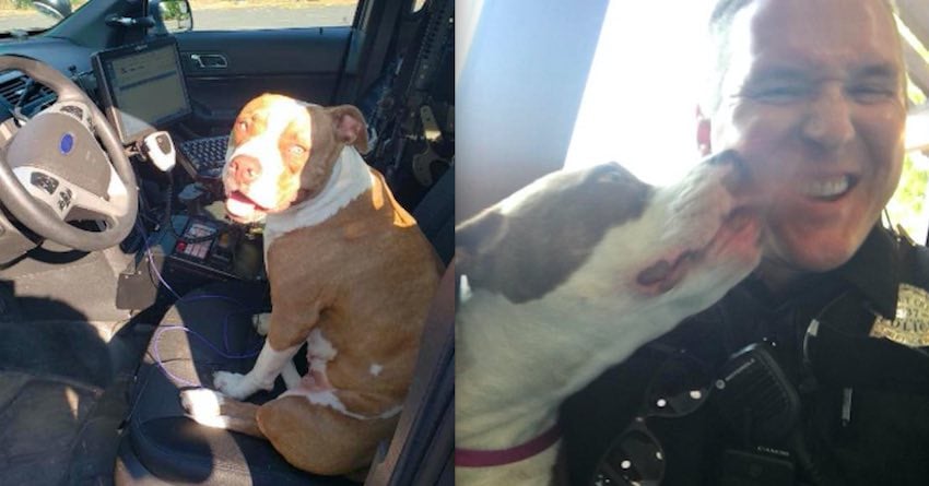 Affectionate Pit Bull Jumps Into Patrol Car To Let Cop Know She’s Lost