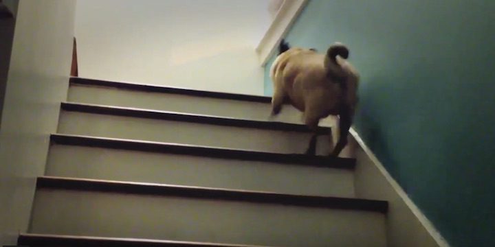 morty the pug