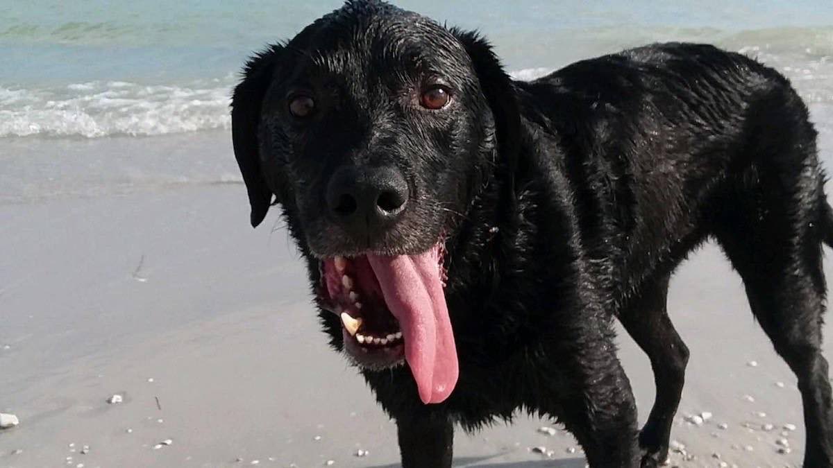 How To Protect Your Dog From Salt Water Poisoning