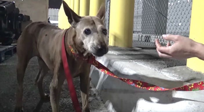 dog rescued from LA port