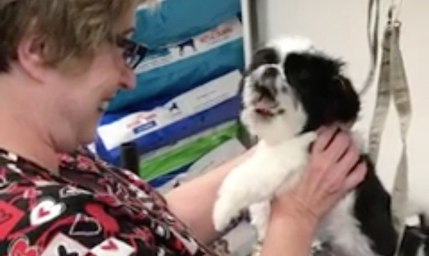 Puppy Throws Adorable Tantrum Getting Groomed