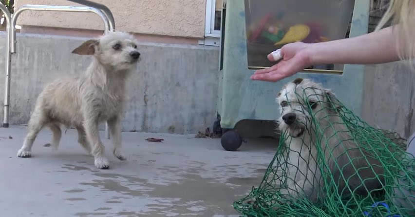 Two Tiny Dogs Have Rescuers Scrambling to Save Them