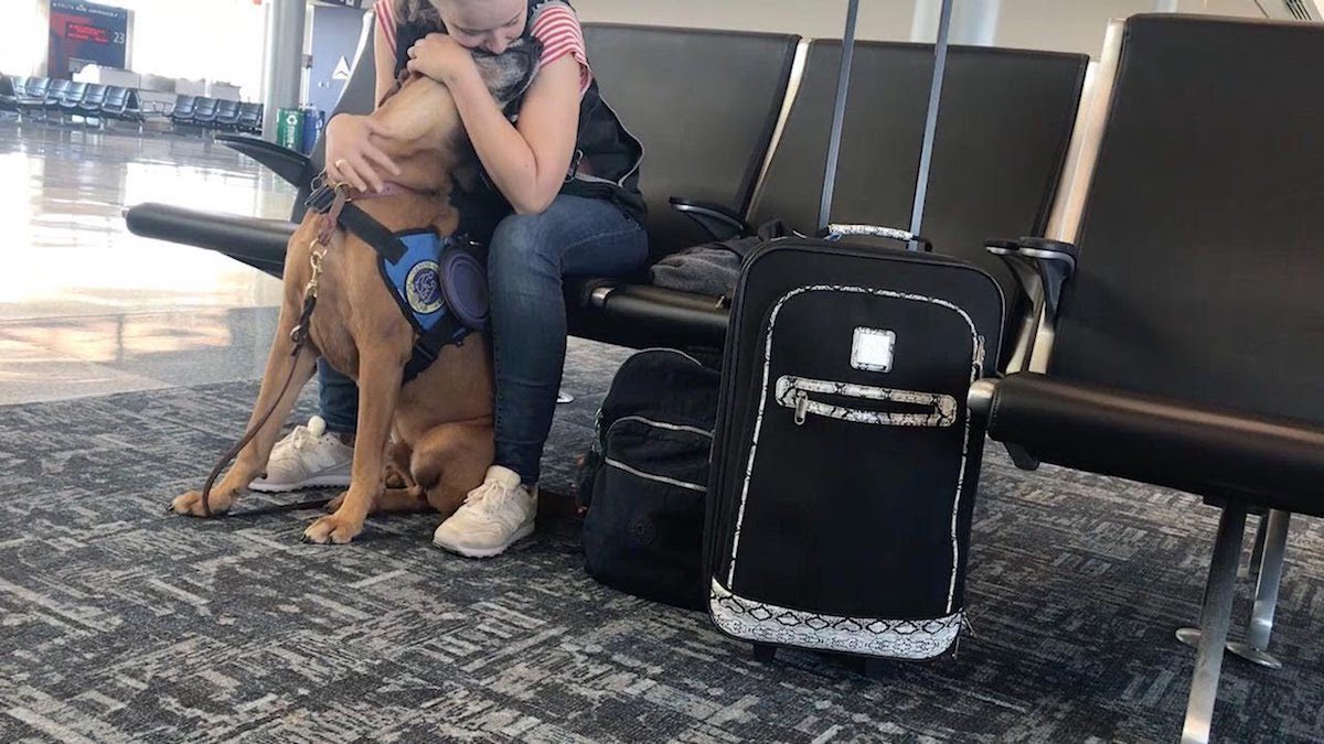 Service Dog Rushes To Owner’s Aid When She Has Panic Attack