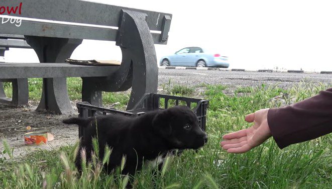 abandoned puppies on roadside