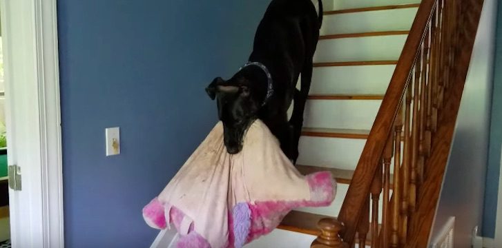 Great Dane Won’t Relax Until He Gets His Favorite Cuddle Buddy