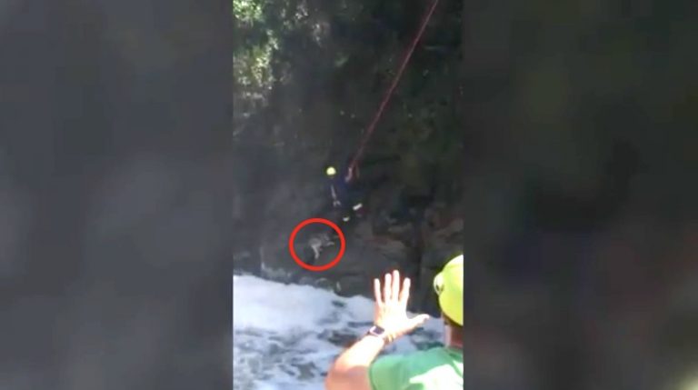 Firefighters Put Rescue Skills Into Action to Save Dog Swept Over Water Fall