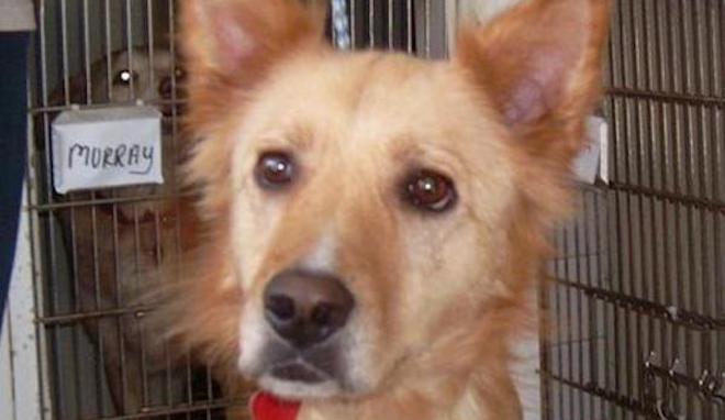 Shelter Dog Gets Back to Full Health with New Family