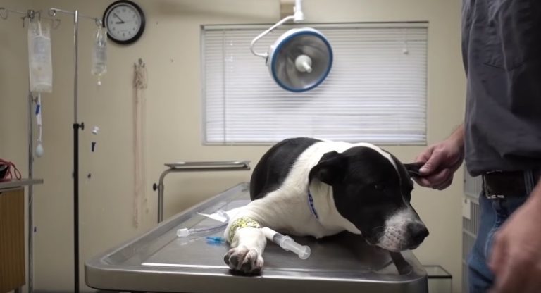 Dog With Weird Problem Gets the Help He Needs