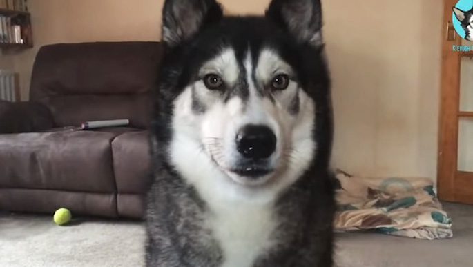 Husky Mix Has The Cutest Reaction When He Hears His Pal is Coming to Visit