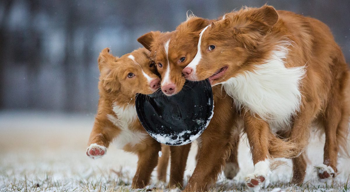 These Photos From Dog Photographer of the Year Competition are Spectacular