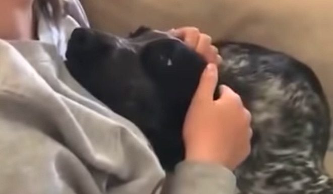 Sweet Spaniel Adorably Springs Back Into Cuddle Position