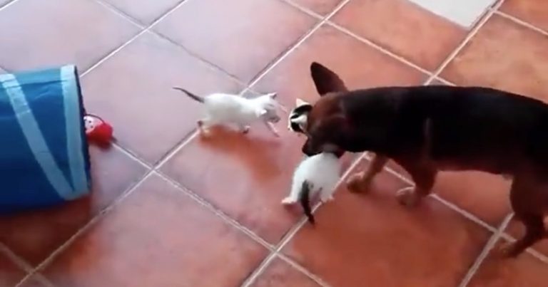 dog with kittens