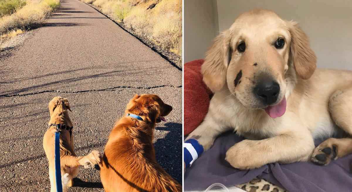 Heroic Puppy Bitten By Rattlesnake Protecting Owner While On Hike