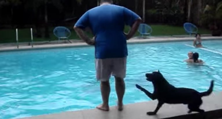 dog pushes people into pool