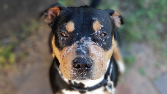 dog given away for free shows up with bite marks