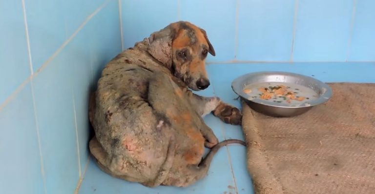 stray dog recovers from mange