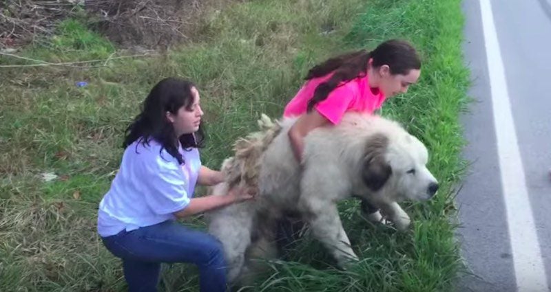 Family Rescues Great Pyrenees They Find On The Side of The Road