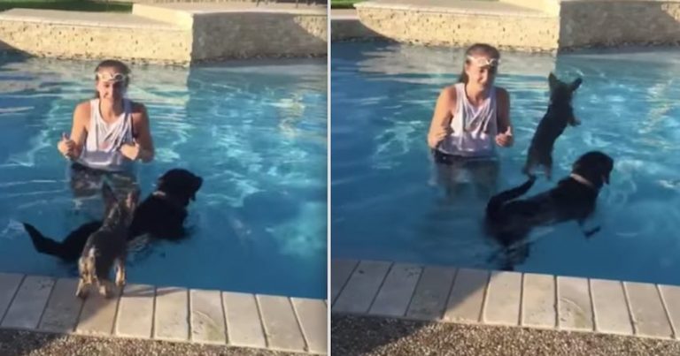 yorkie jumps in pool