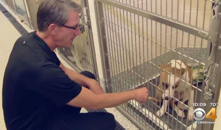 volunteer helps pets get adopted