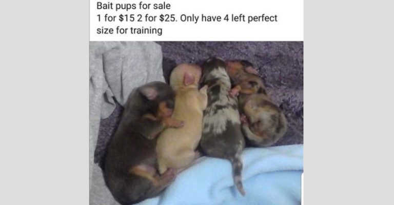 Rescuer Hopes ‘Bait Puppies’ Ad Goes Viral