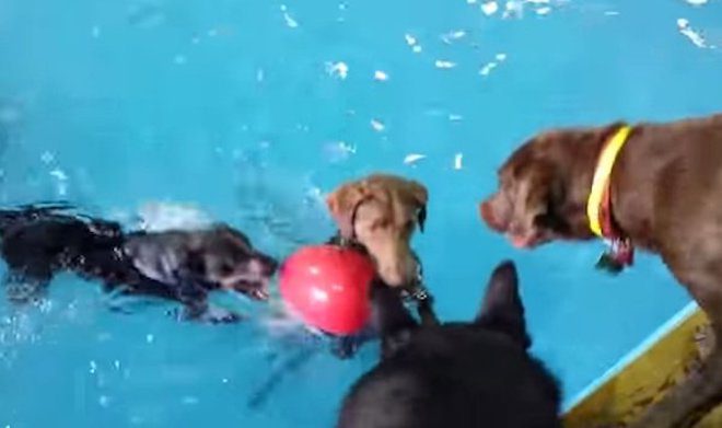 Funny Dog Who Doesn’t Like To Swim But Loves The Water Has Her Own Fun