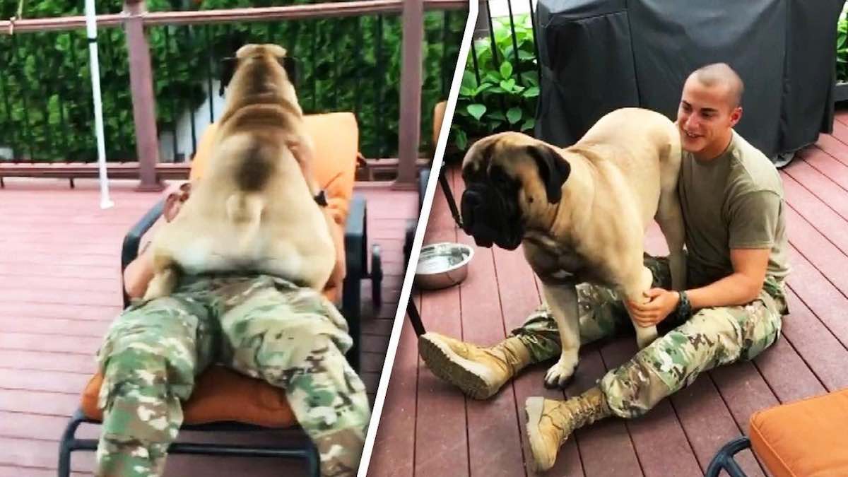 Sweet Bullmastiff Gets Emotional When His Soldier Owner Returns Home