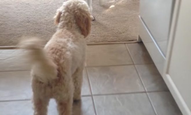 Dog Steals Mom’s Glasses and Makes Everyone Laugh When They See What He’s Done With Them