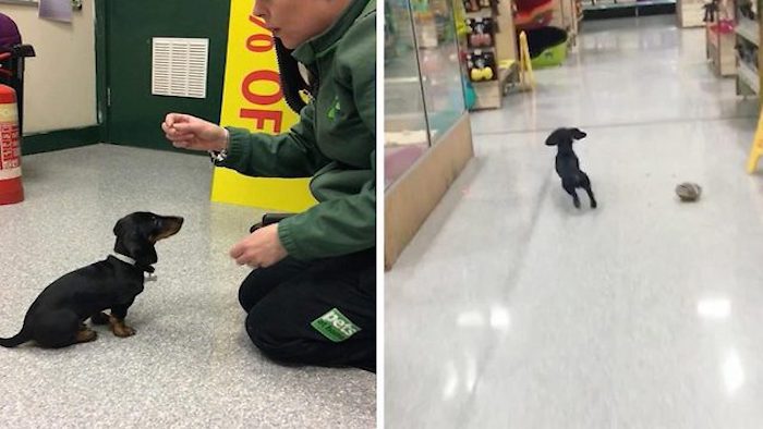 Adorable Dachshund Works At Local Pet Store Shop As Chief Meeter And Greeter