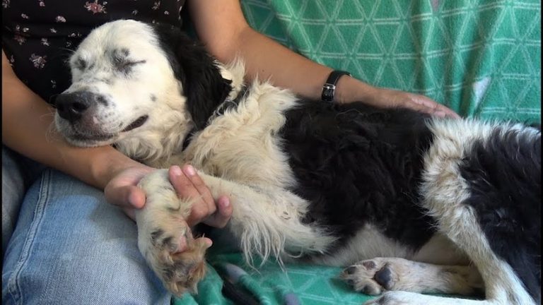 Dog Falls Asleep On Her Rescuer’s Lap After Realizing She’s Been Saved