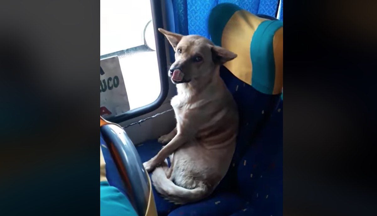 Голодный 20. Собака в автобусе. Собака пассажир. Собака сидит в автобусе. Собака сидит в маршрутке.