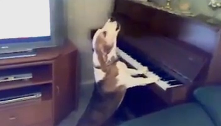 dog sings and plays piano