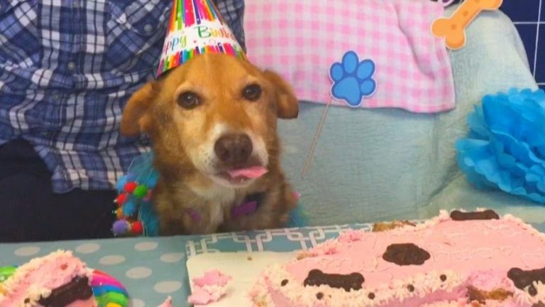 dog takes on bucket list