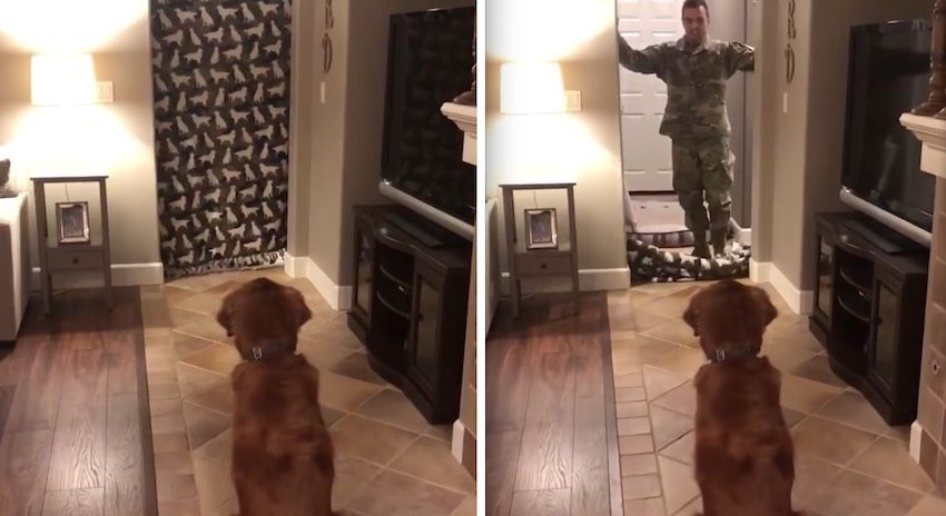 Soldier Reunites With His Dog in Sweetest What the Fluff Surprise Yet