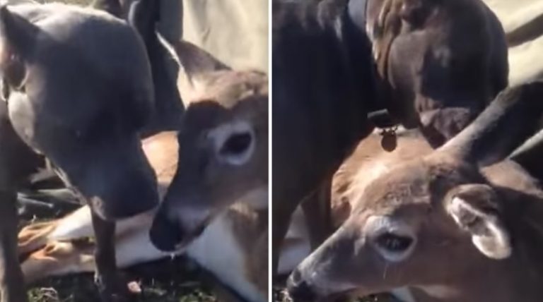pitbull comforts injured deer