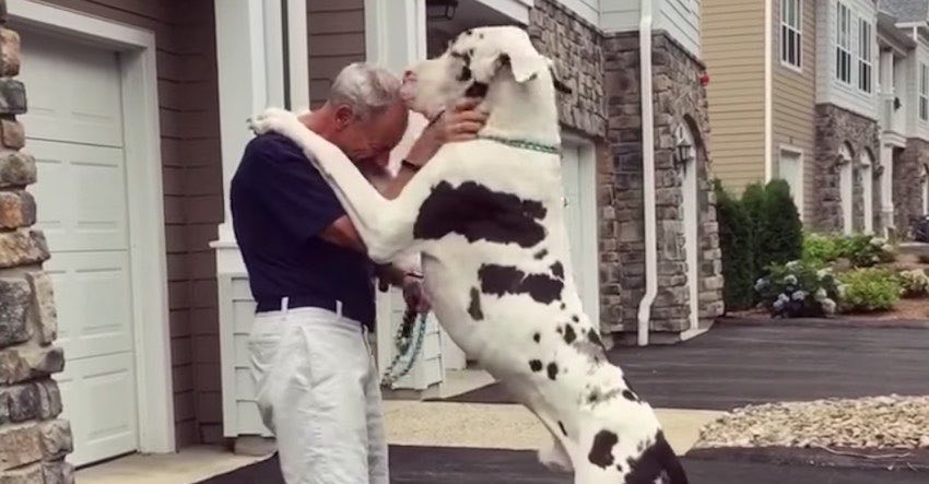 Giant Great Dane Gives Grandpa the Best Hugs