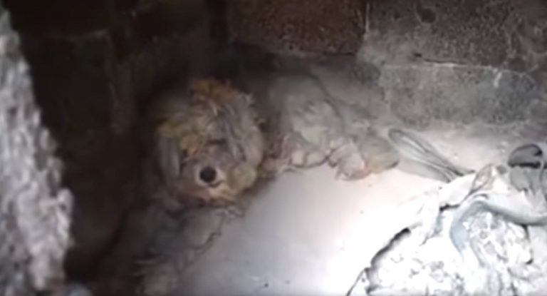 dog survives greek wildfire in oven