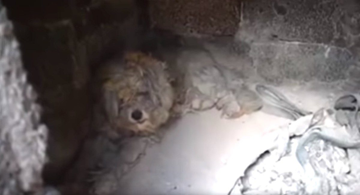 Dog Who Hid In Oven To Escape Greek Wildfires Gets Adopted