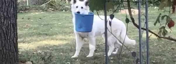 Videos Dogheirs