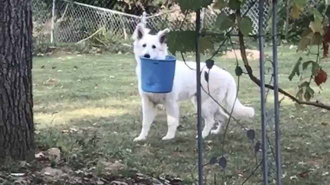 Naughty German Shepherd Gets Caught Red-Handed With Mom’s Bucket