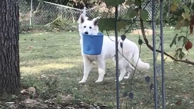Naughty German Shepherd Gets Caught Red-Handed With Mom’s Bucket