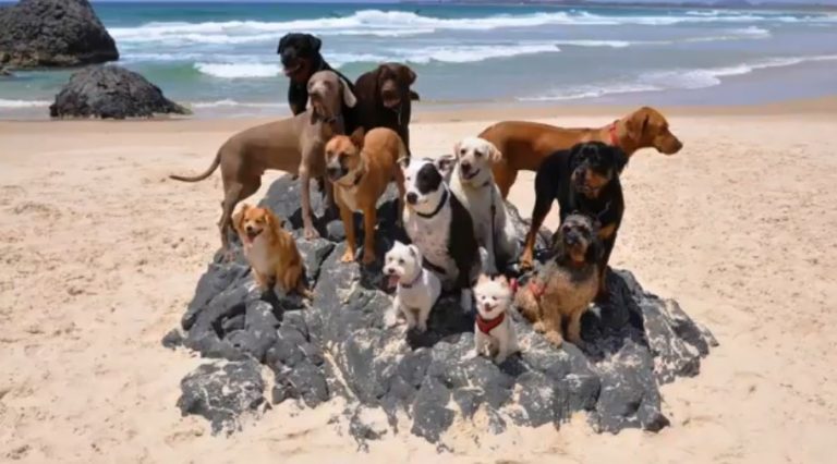 dogs and cat at the beach