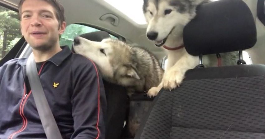 Dogs Can’t Contain Their Excitement When Dad Picks Them Up from Doggy Daycare