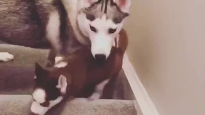 Husky Mama Teaches Her Puppies How to Climb Stairs
